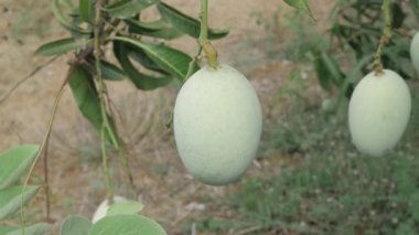 Ağaçtan sarkan olgun mangolar hasat için hazır.