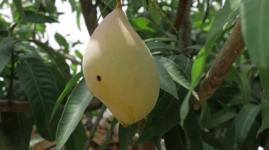 Ağaca asılı sulu mangolar Hasat için hazır