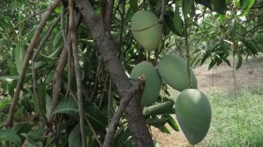 Doğanın cömertliği Mangolar ağaçtan sarkan hasada hazır