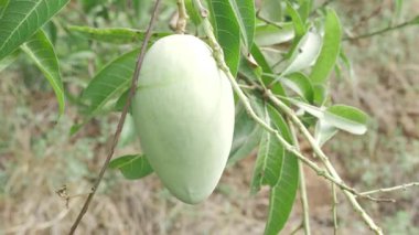 Doğanın cömertliği Çiçek açmış bir mango ağacı Tatlı sırlarını paylaşmaya hazır