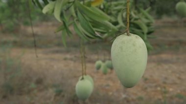 MangoTree MangoVideolarının tadını çıkarmak için ağaçtan sarkan doğal ödül.