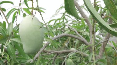 Doğanın cömertliği ağaçtan sarkan mangolar tadını çıkarmaya hazır.