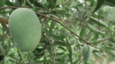 Doğanın cömertliği Mangolar ağaçtan sarkan olgunlaşmaya ve eğlenmeye hazır