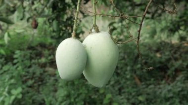 Doğanın cömertliği ağaçtan sarkıyor, tadını çıkarmayı bekliyor.