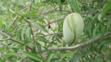 Ağaçta mango yapan doğa ödülleri.