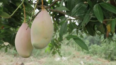 Doğanın cömertliği Mangoları ağaçtan sallandırmaya hazır.