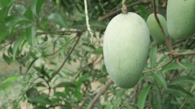 Doğanın cömertliği ağaçtan sarkan mangolar tadını çıkarmaya hazır.