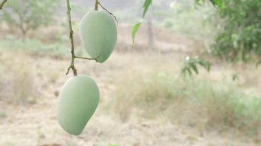Doğanın cömertliği ağaçtan sarkıyor, tadını çıkarmayı bekliyor.