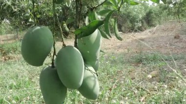 Mango Mevsimi Meyve Hasadı 'ndan taze mango topluyorum.