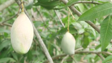 Doğanın cömertliği Mangolar ağaçtan sarkan hasada hazır