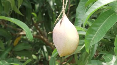 Doğanın cömertliği Çiçek açmış bir mango ağacı Tatlı sırlarını paylaşmaya hazır