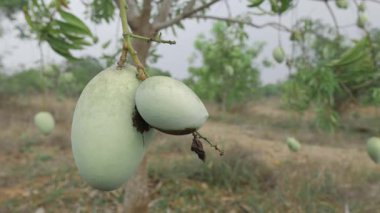 Doğanın tatlı cömertliğini topluyorum.