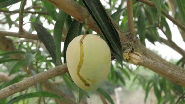 Tatlı hasat bekliyor mangoları