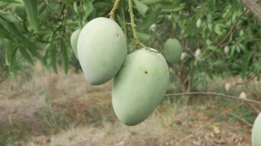 Doğanın cömertliği ağaçtan sarkan mangolar tadını çıkarmaya hazır.