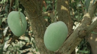 Doğanın cömertliği ağaçtan sarkıyor ve tadını çıkarmaya hazır.