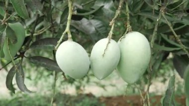 Ağaçtan sarkan olgun mangolar hasat için hazır.