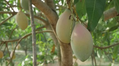 Doğanın cömertliği ağaçtan sarkan mangolar tadını çıkarmaya hazır.