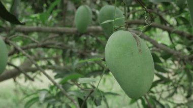 Doğanın cömertliği havada asılı tadını çıkarmayı bekliyor.