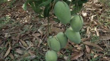 Doğa, canlı yeşil meyveleriyle çiçek açmış bir mango ağacını ödüllendirir.