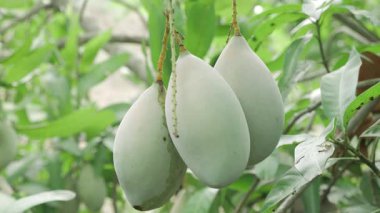 Doğanın cömertliği Mangolar ağaçtan sarkan olgunlaşmaya ve tadını çıkarmaya hazır