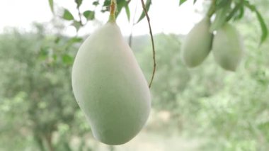 Doğanın cömertliği ağaçtan sarkan gözler ve damak tadı için bir ziyafet.