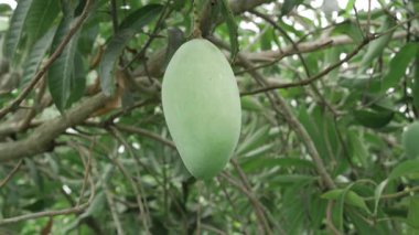 MangoSeason Meyve Ağacı 'nın tadını çıkarmak için ağaçta asılı duran doğa ödülleri