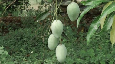 Doğa cömerttir dallarından sarkan meyvelerle çiçek açmış bir mango ağacı