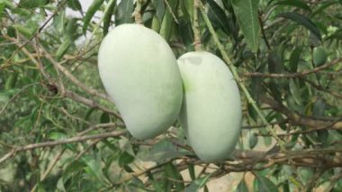 MangoTree Mango Hasadı 'nda bol miktarda asılan doğal ödül.