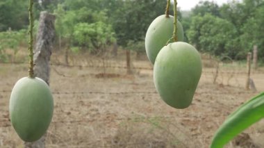 Doğanın tatlılığını toplamak Mango Mevsimi Meyve Çiftçiliği