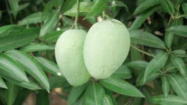 Doğanın cömertliği Mangolar ağaçtan sarkan tatlı bir yaz ziyafetine hazır