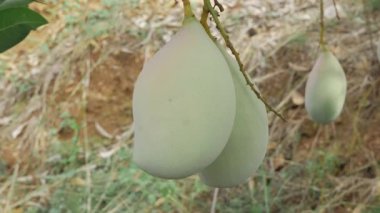 MangoTree Mango Hasadı 'nda sallanan doğa ödülleri