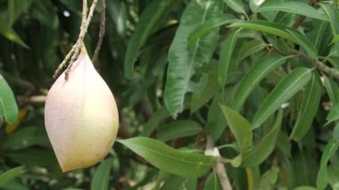 MangoSeason Meyve Ağacı 'nın tadını çıkarmak için ağaçtan sarkan doğal ödül.