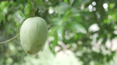 Doğanın cömertliği ağaçtan sarkan gözler ve damak tadı için bir ziyafet.