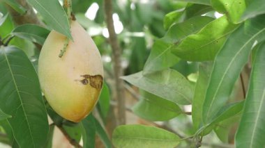 Mango ağacının yemyeşil gölgesinde tatlı hasat bekliyor.