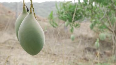 Mango Mevsimi Meyve Ağacı 'nın cömertliği doğanın tatlılığını hasat ediyor.