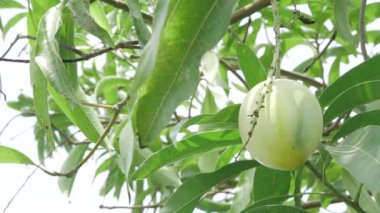 Doğanın cömertliği ağaçtan sarkan mangolar tadını çıkarmaya hazır.