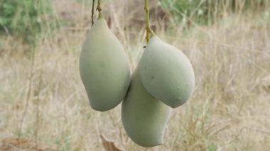 Doğanın tatlı meyvelerini toplamak Mango Mevsimi Meyve Hasadı