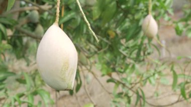 Doğanın cömertliği ağaçtan sarkan mangolar tadını çıkarmaya hazır.