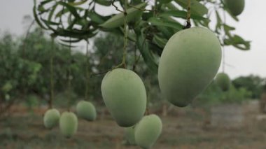 Doğanın cömertliği havada sallanıyor olgunlaşmış ve paylaşmaya hazır