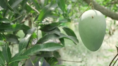 Tatlı hasat, bereketli Mango Ağacı Sihirli Mevsiminde bekliyor.