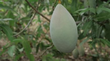 Doğanın cömertliği ağaçtan sarkan gözler ve damak tadı için bir ziyafet.