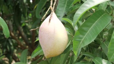 Tatlı hasat, yemyeşil gölgeliğin altında bekliyor.