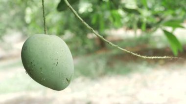 Mango Ağacı Mango Videoları Doğanın tatlı cömertliğini topluyor