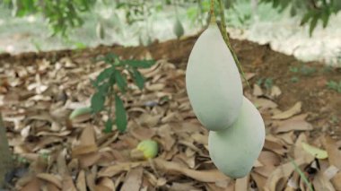 Doğanın tatlı meyvelerini toplamak Mango Mevsimi Meyve Hasadı