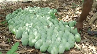 Mango Mevsimi Meyve Hasadı 'ndan taze taze mango topluyorum.