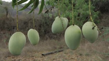 Doğanın cömertliği ağaçtan sarkıyor Tadını çıkarmaya hazır