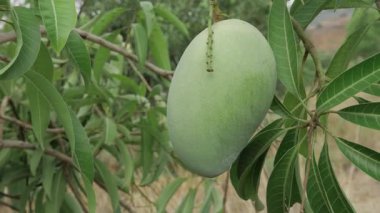 Doğanın cömertliği ağaçtan sarkıyor, tadını çıkarmayı bekliyor.