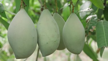 Doğanın cömertliği ağaçtan sarkıyor, tadını çıkarmayı bekliyor.