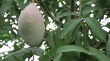 Doğanın cömertliği ağaçtan sarkan mangolar tadını çıkarmaya hazır.