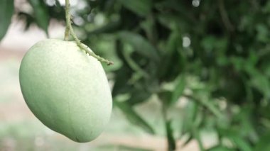 Doğanın cömertliği ağaçtan sarkıyor, tadını çıkarmayı bekliyor.